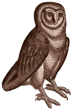 Owl HP Exhibit