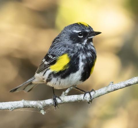 “Birdwatching vs. Birding” with Michigan Nature Association Photo ...