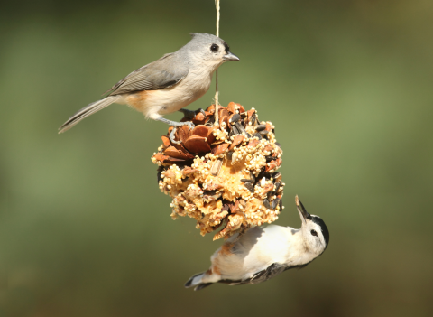 diy bird feeders