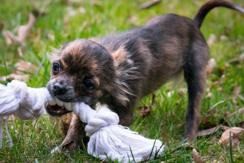 dog playing with toy