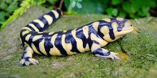 salamander