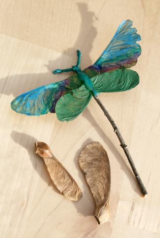 nature dragonflies