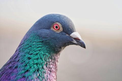 pigeon