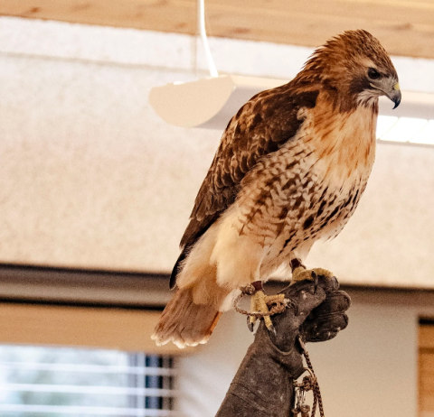 North Sky Raptor Sanctuary