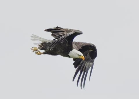 Image of a bald eagle in flight.