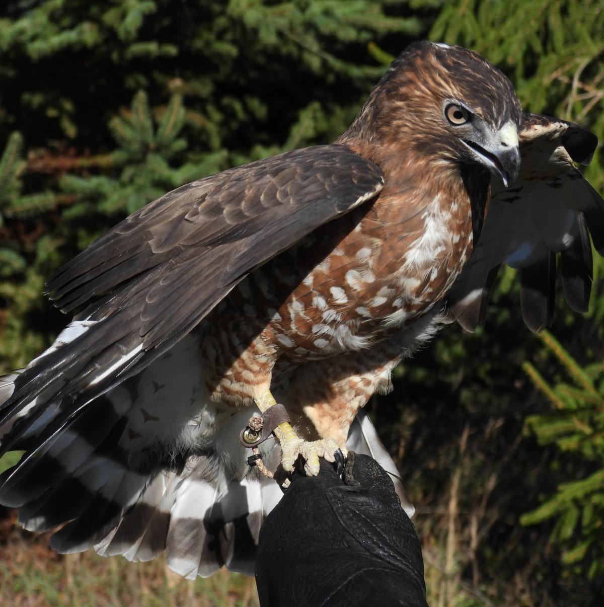 Skegemog Raptor Center