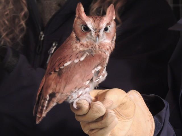 Owls at the Library