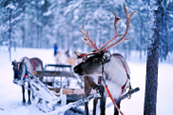 Reindeer with Sleigh 