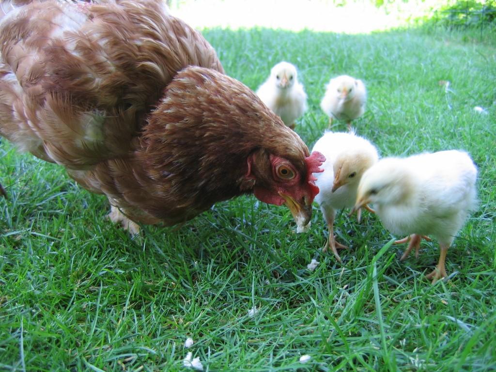 chickens