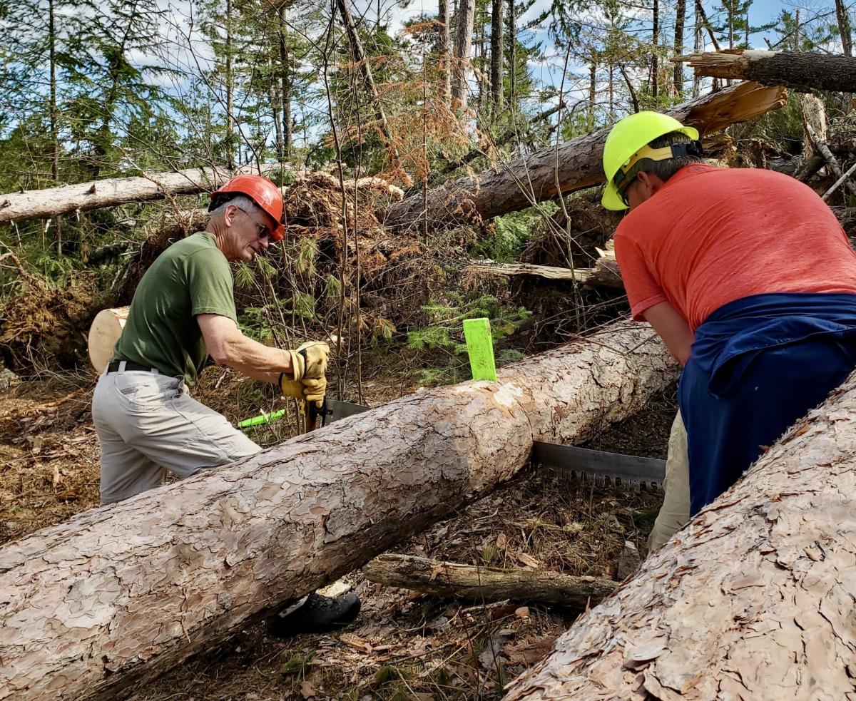 Sawing tree