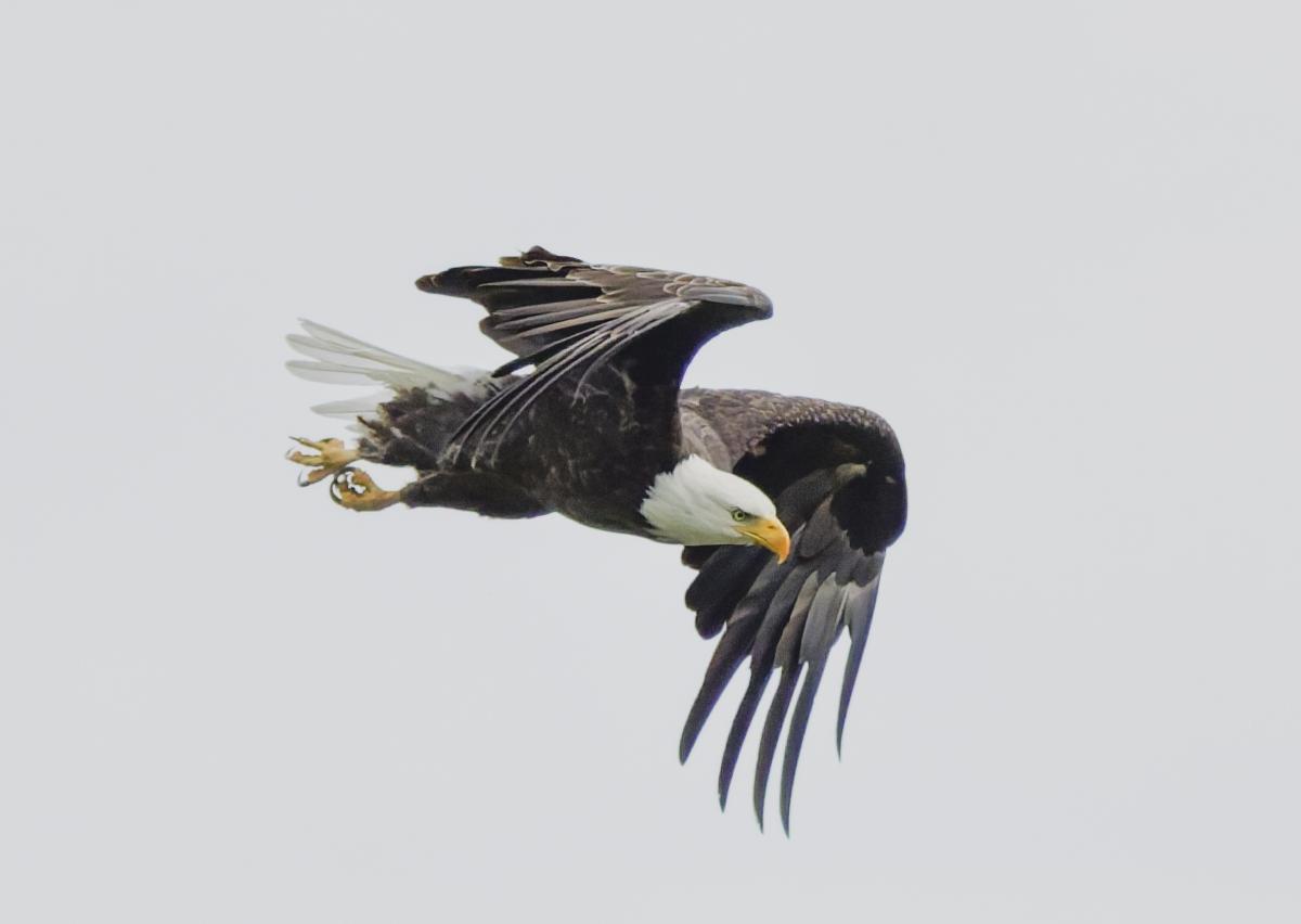 Image of a bald eagle in flight.